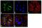Catenin Alpha 1 antibody, 13-9700, Invitrogen Antibodies, Immunofluorescence image 