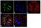 Catenin Alpha 1 antibody, 13-9700, Invitrogen Antibodies, Immunofluorescence image 