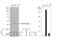 CCAAT Enhancer Binding Protein Alpha antibody, GTX100674, GeneTex, Western Blot image 