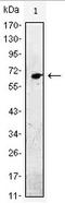 Epidermal Growth Factor antibody, AM06394SU-N, Origene, Western Blot image 