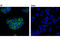 LAT2 antibody, 11986S, Cell Signaling Technology, Immunofluorescence image 