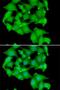 Protein Kinase D3 antibody, LS-C346225, Lifespan Biosciences, Immunofluorescence image 