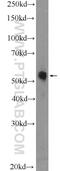 TRNA Methyltransferase 61B antibody, 26009-1-AP, Proteintech Group, Western Blot image 