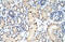 Acidic Nuclear Phosphoprotein 32 Family Member A antibody, 29-209, ProSci, Immunohistochemistry frozen image 