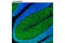 MAP2ab antibody, 8707P, Cell Signaling Technology, Immunofluorescence image 