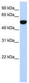 BTB Domain Containing 10 antibody, TA338721, Origene, Western Blot image 