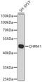 Acetylcholine Receptor antibody, 16-763, ProSci, Western Blot image 