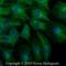 Tubulin Alpha 1a antibody, NB100-1639, Novus Biologicals, Immunofluorescence image 