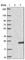 Calcium Binding Protein 5 antibody, HPA043698, Atlas Antibodies, Western Blot image 