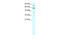 Staphylococcal Nuclease And Tudor Domain Containing 1 antibody, 27-634, ProSci, Enzyme Linked Immunosorbent Assay image 