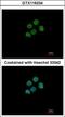 H2A Histone Family Member Y2 antibody, GTX116234, GeneTex, Immunofluorescence image 