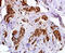 Melanoma-associated antigen 4 antibody, abx032709, Abbexa, Immunohistochemistry paraffin image 