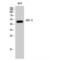 Interferon Regulatory Factor 3 antibody, LS-C384185, Lifespan Biosciences, Western Blot image 