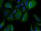 Serum amyloid A protein antibody, 13192-1-AP, Proteintech Group, Immunofluorescence image 