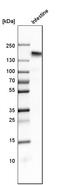 CD13 antibody, HPA004625, Atlas Antibodies, Western Blot image 