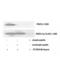 Platelet Derived Growth Factor Receptor Beta antibody, LS-C381601, Lifespan Biosciences, Western Blot image 