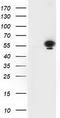 p53 antibody, TA502870, Origene, Western Blot image 