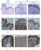 8-Oxoguanine DNA Glycosylase antibody, NB100-106, Novus Biologicals, Immunohistochemistry frozen image 