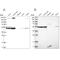 Bystin Like antibody, PA5-56680, Invitrogen Antibodies, Western Blot image 