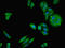 NADH:Ubiquinone Oxidoreductase Subunit A12 antibody, LS-C676129, Lifespan Biosciences, Immunofluorescence image 