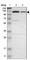 Pitrilysin Metallopeptidase 1 antibody, HPA006753, Atlas Antibodies, Western Blot image 