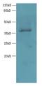 ELAV Like RNA Binding Protein 1 antibody, LS-C377446, Lifespan Biosciences, Western Blot image 