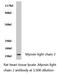 Myosin Light Chain 2 antibody, LS-C175826, Lifespan Biosciences, Western Blot image 