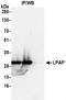 Protein Tyrosine Phosphatase Receptor Type C Associated Protein antibody, NBP2-36565, Novus Biologicals, Immunoprecipitation image 