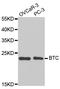 Betacellulin antibody, LS-C335257, Lifespan Biosciences, Western Blot image 