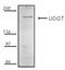 Uggt antibody, ADI-VAP-PT068-E, Enzo Life Sciences, Western Blot image 