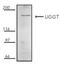 UDP-Glucose Glycoprotein Glucosyltransferase 1 antibody, ADI-VAP-PT068-E, Enzo Life Sciences, Western Blot image 