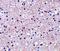 Immediate Early Response 3 antibody, NBP1-76802, Novus Biologicals, Immunohistochemistry paraffin image 