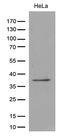 TATA-Box Binding Protein Associated Factor, RNA Polymerase I Subunit A antibody, CF811373, Origene, Western Blot image 