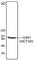 Structure Specific Recognition Protein 1 antibody, 609701, BioLegend, Western Blot image 