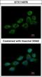 NADH:Ubiquinone Oxidoreductase Subunit B10 antibody, GTX114576, GeneTex, Immunocytochemistry image 