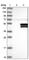 Serine/threonine-protein kinase 17B antibody, HPA034858, Atlas Antibodies, Western Blot image 