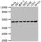 Mitogen-Activated Protein Kinase Kinase 1 antibody, CSB-RA957619A0HU, Cusabio, Western Blot image 