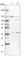 Exportin 5 antibody, HPA029909, Atlas Antibodies, Western Blot image 