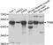 Transcription Factor EB antibody, abx005518, Abbexa, Western Blot image 