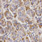 UDP Glucuronosyltransferase Family 1 Member A9 antibody, A01979, Boster Biological Technology, Immunohistochemistry frozen image 