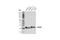 RAB38, Member RAS Oncogene Family antibody, 14365S, Cell Signaling Technology, Western Blot image 