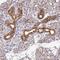 Folliculin Interacting Protein 2 antibody, NBP1-93724, Novus Biologicals, Immunohistochemistry frozen image 