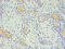CD59 Molecule (CD59 Blood Group) antibody, MBS1497893, MyBioSource, Immunohistochemistry frozen image 