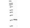 LIM Domain Only 1 antibody, LS-C342665, Lifespan Biosciences, Western Blot image 