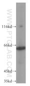 P21 (RAC1) Activated Kinase 4 antibody, 14685-1-AP, Proteintech Group, Western Blot image 