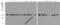 GAPDH antibody, 3781-HRP, ProSci, Western Blot image 