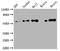 P21 (RAC1) Activated Kinase 2 antibody, CSB-RA592787A0HU, Cusabio, Western Blot image 