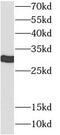 Tyrosine 3-Monooxygenase/Tryptophan 5-Monooxygenase Activation Protein Epsilon antibody, FNab00003, FineTest, Western Blot image 