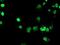 Forkhead Box I1 antibody, NBP2-03868, Novus Biologicals, Immunofluorescence image 