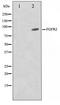 Fibroblast growth factor receptor 2 antibody, TA347380, Origene, Western Blot image 